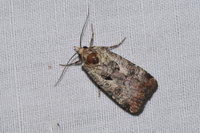 <i>Epilecta linogrisea</i>