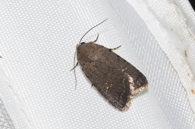 <i>Caradrina clavipalpis</i>