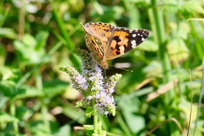 <i>Vanessa cardui</i>