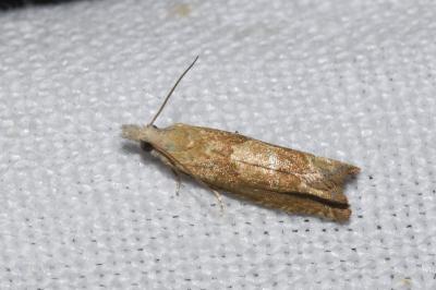 <i>Eucosma conterminana</i>