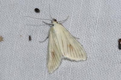 <i>Sitochroa palealis</i>
