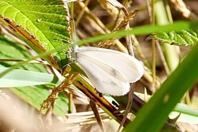 <i>Leptidea sinapis</i>