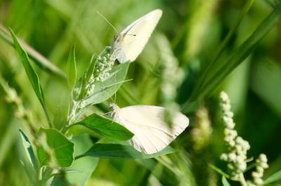 <i>Pieris rapae</i>