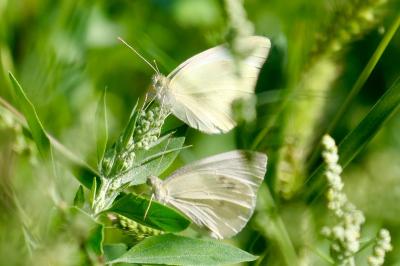 <i>Pieris rapae</i>