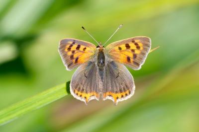 <i>Lycaena phlaeas</i>