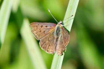 <i>Lycaena tityrus</i>