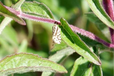 <i>Emmelia trabealis</i>