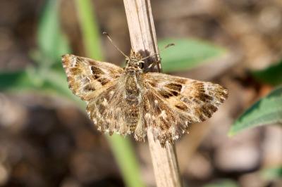 <i>Carcharodus alceae</i>