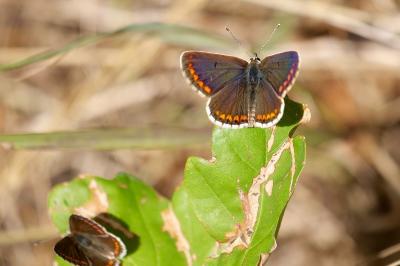 <i>Aricia agestis</i>