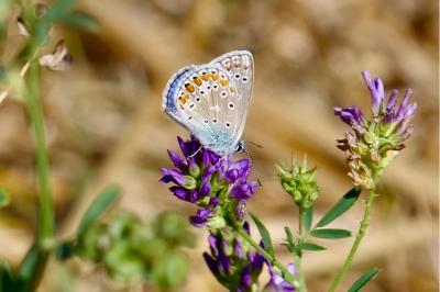 <i>Polyommatus icarus</i>