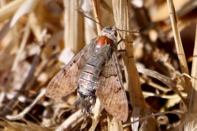 <i>Macroglossum stellatarum</i>
