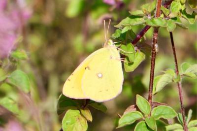 <i>Colias crocea</i>