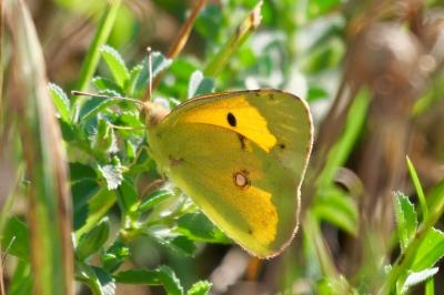 <i>Colias crocea</i>