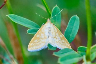 <i>Sitochroa verticalis</i>