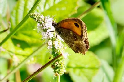 <i>Pyronia tithonus</i>