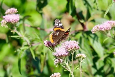 <i>Vanessa atalanta</i>