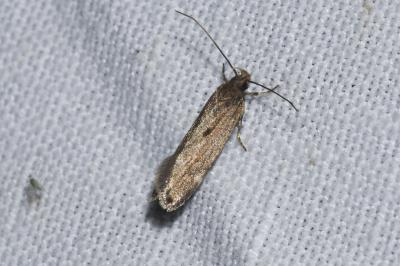 <i>Aroga velocella</i>