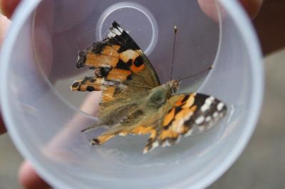 <i>Vanessa cardui</i>