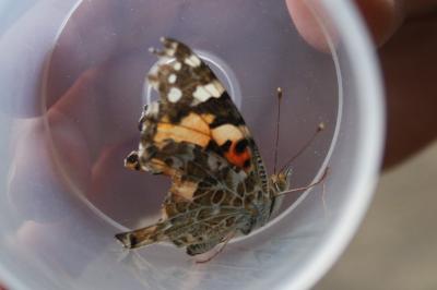 <i>Vanessa cardui</i>