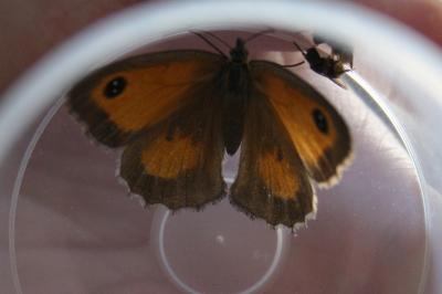 <i>Pyronia tithonus</i>