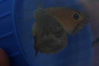 <i>Pyronia tithonus</i>
