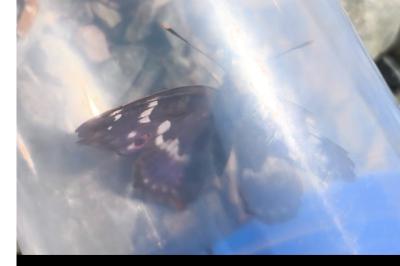 <i>Apatura ilia</i>
