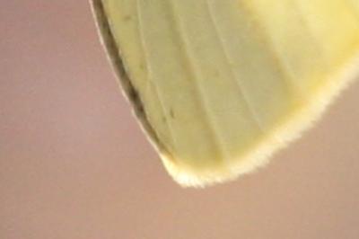 <i>Pieris rapae</i>