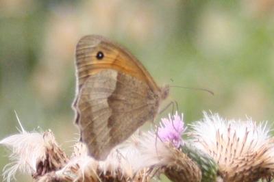 <i>Maniola jurtina</i>