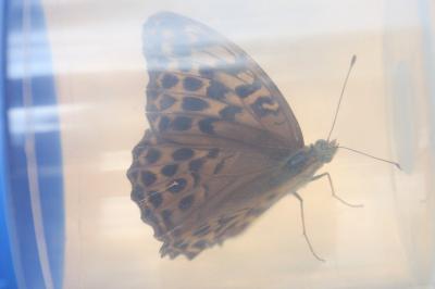 <i>Argynnis paphia</i>