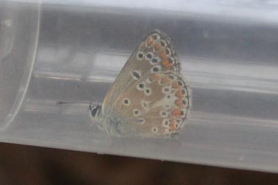 <i>Aricia agestis</i>