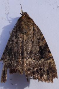 <i>Amphipyra pyramidea</i>