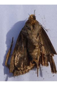<i>Amphipyra pyramidea</i>