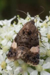 <i>Tyta luctuosa</i>