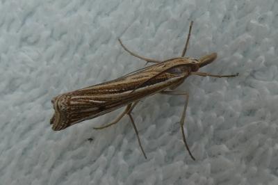 <i>Ancylolomia tentaculella</i>
