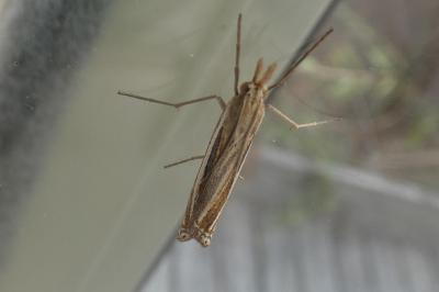 <i>Ancylolomia tentaculella</i>