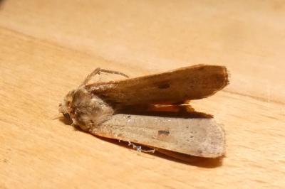 <i>Noctua comes</i>