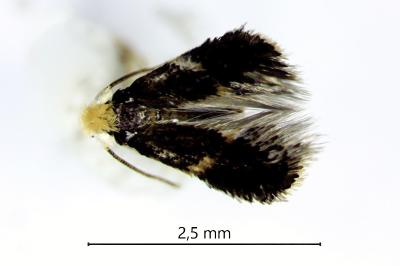 <i>Ectoedemia atricollis</i>