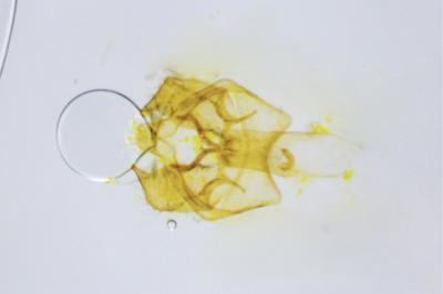 <i>Ectoedemia atricollis</i>