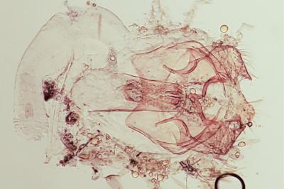 <i>Ectoedemia atricollis</i>