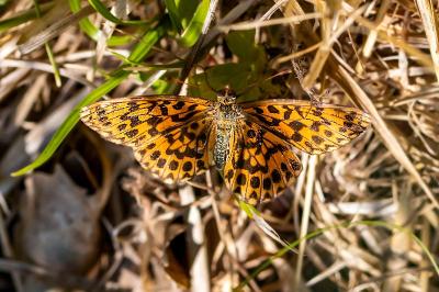 <i>Boloria dia</i>