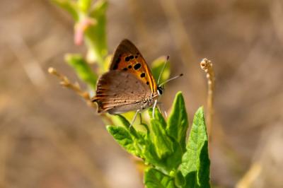 <i>Lycaena phlaeas</i>