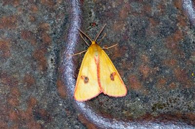 <i>Diacrisia sannio</i>