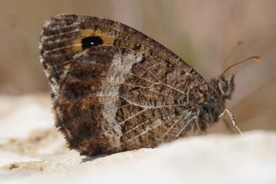 <i>Arethusana arethusa</i>