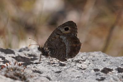 <i>Arethusana arethusa</i>