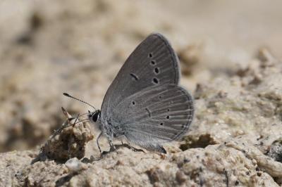 <i>Cupido minimus</i>