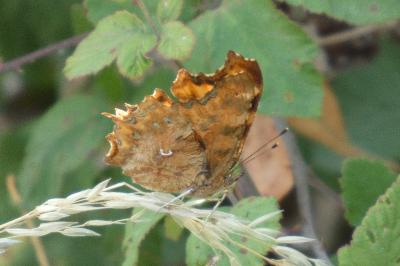 <i>Polygonia c-album</i>
