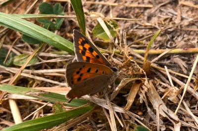 <i>Lycaena phlaeas</i>