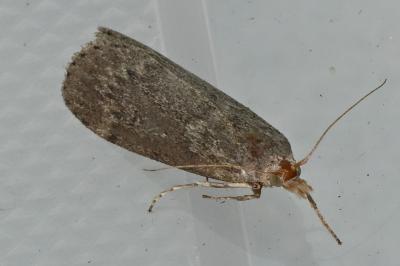 <i>Lamoria anella</i>
