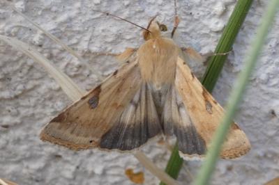 <i>Heliothis peltigera</i>