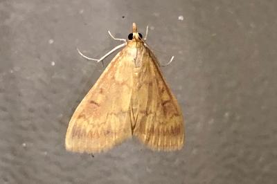 <i>Ostrinia nubilalis</i>